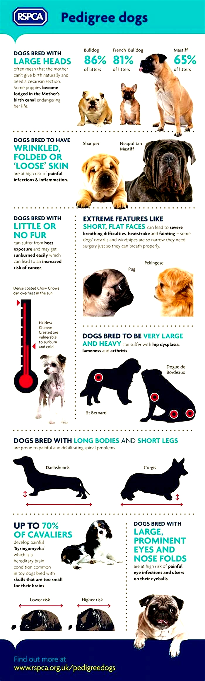 Are PEDIGREE dogs less healthy?