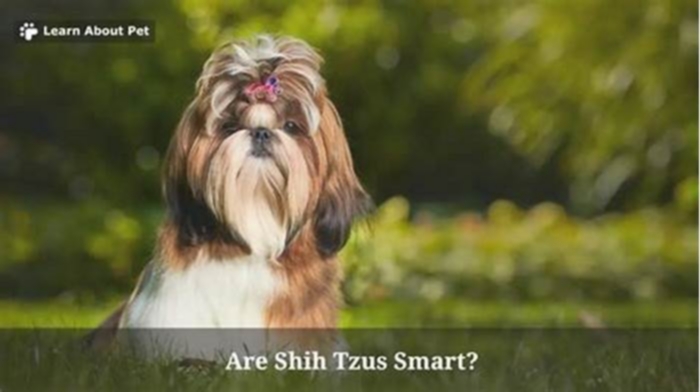 Are Shih Tzus considered smart