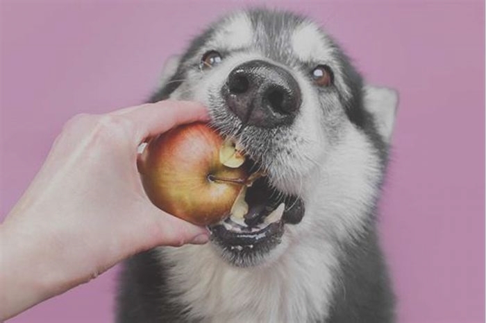 Are apples good for dogs