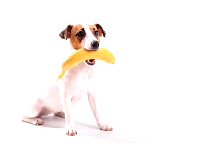 Are bananas good for Jack Russells?