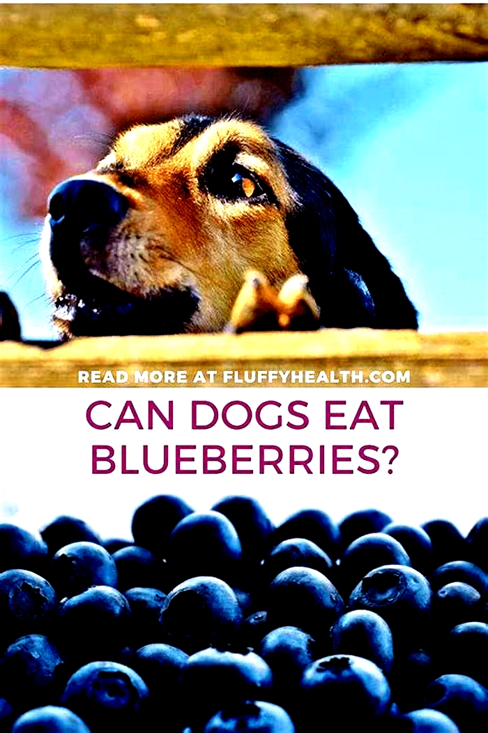 Are blueberries good for dogs