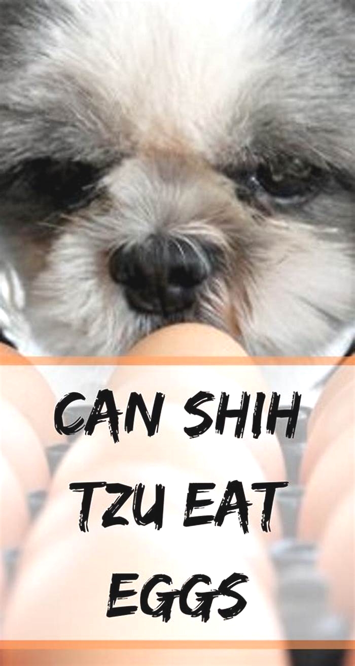 Are eggs bad for Shih Tzus?