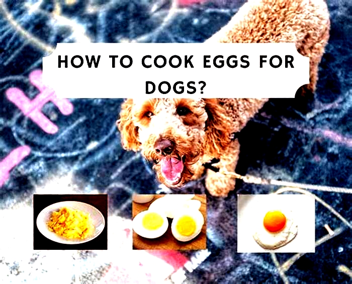 Are eggs good for dogs?