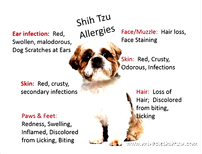 Are most Shih Tzus allergic to chicken?