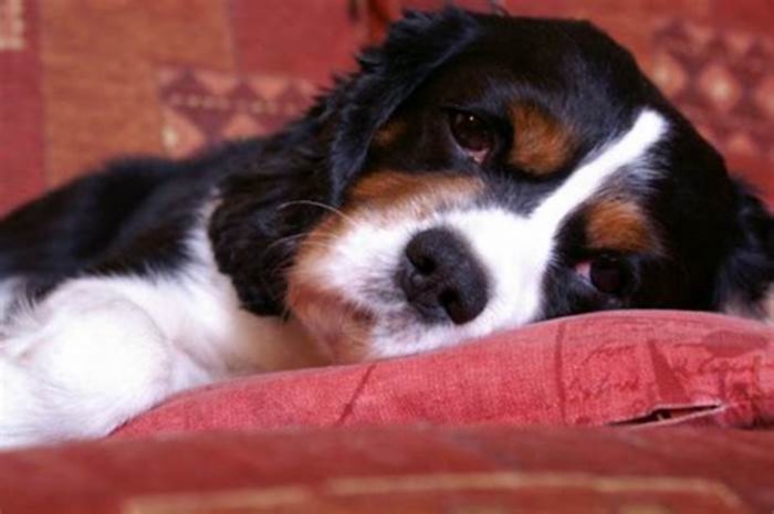 Are pedigree dogs more prone to illness?