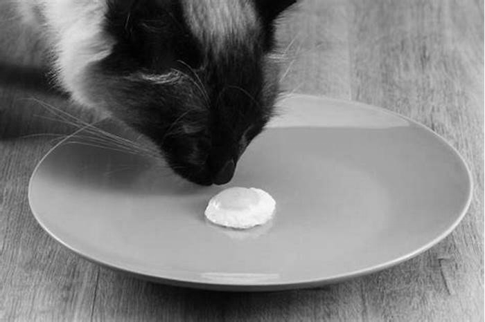 Are scrambled eggs good for elderly cats?