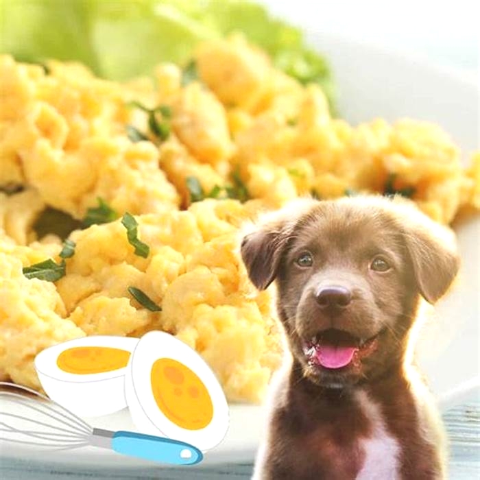 Are scrambled eggs ok for dogs?