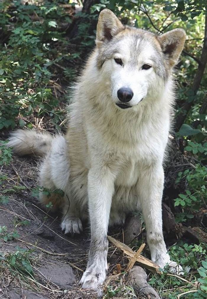 Are wolf dog hybrids aggressive?