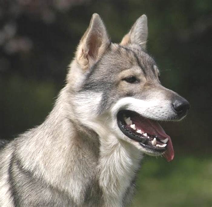 Are wolf dogs hard to keep