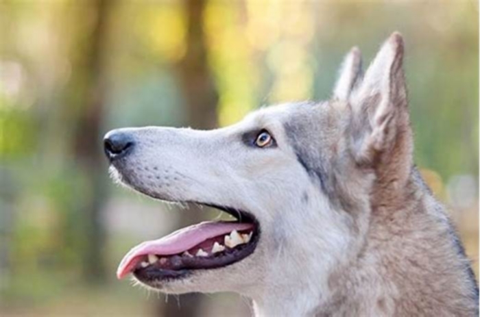 Are wolf dogs healthier