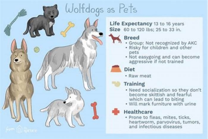 Are wolf dogs safe around kids