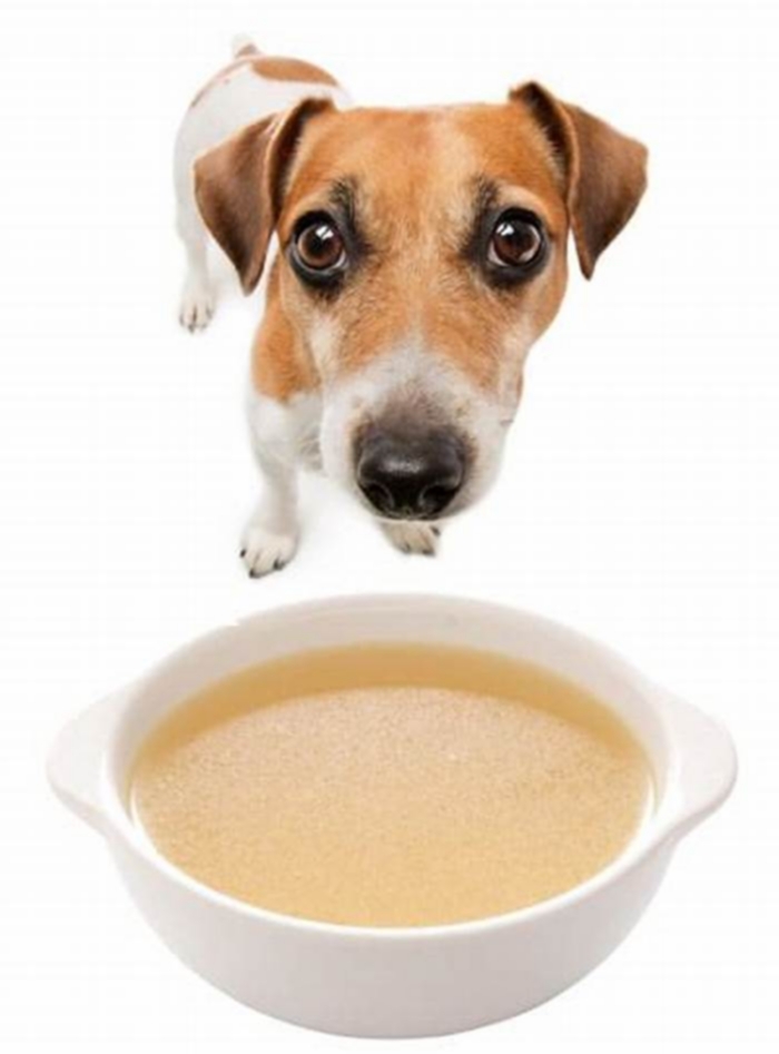 Can I add chicken broth to my dog's food?