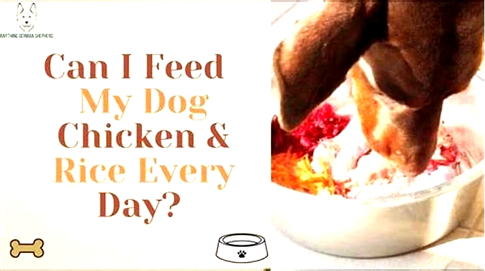 Can I feed my dog chicken and rice instead of kibble