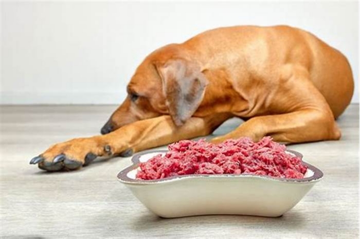 Can I feed my dog ground beef and rice everyday