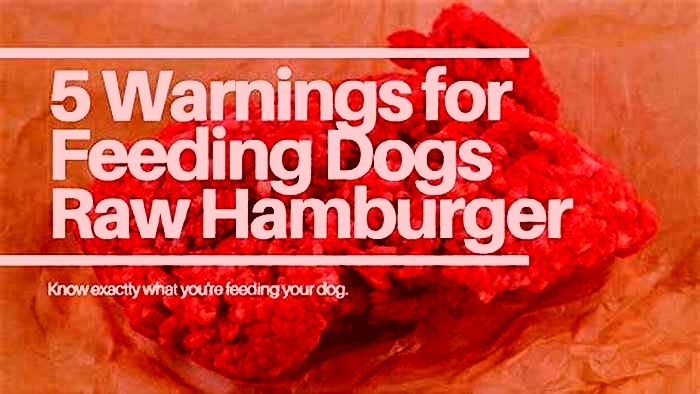 Can I feed my dog raw hamburger