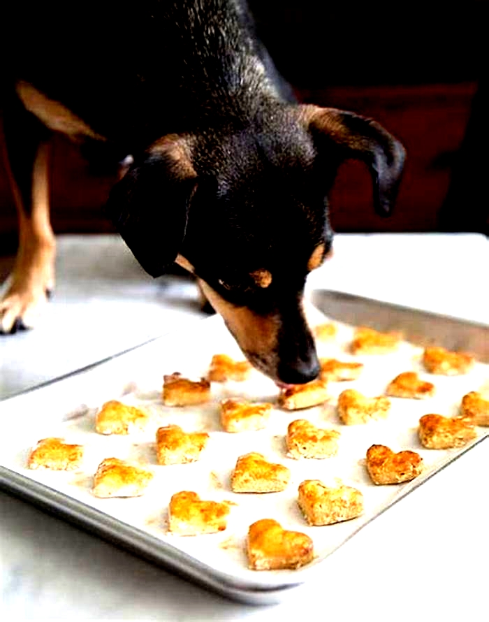 Can I feed my dog sweet potatoes every day?