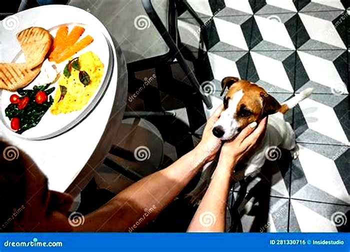 Can I give my Jack Russell scrambled egg