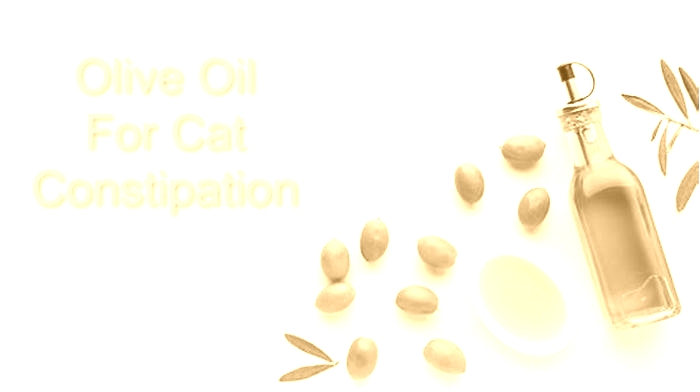 Can I give my cat olive oil for constipation?