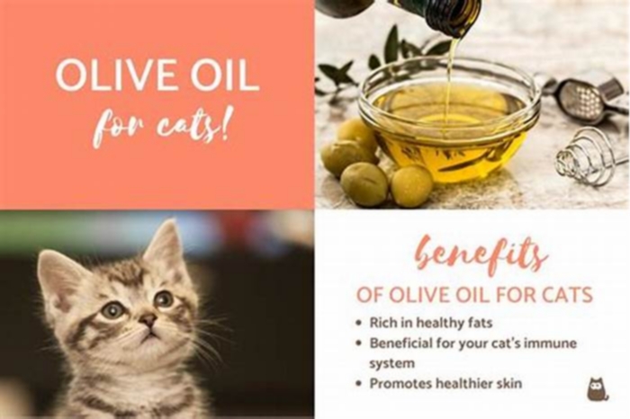 Can I give my cat straight olive oil?