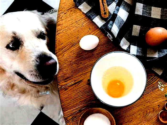 Can I give my dog a cooked egg every day?