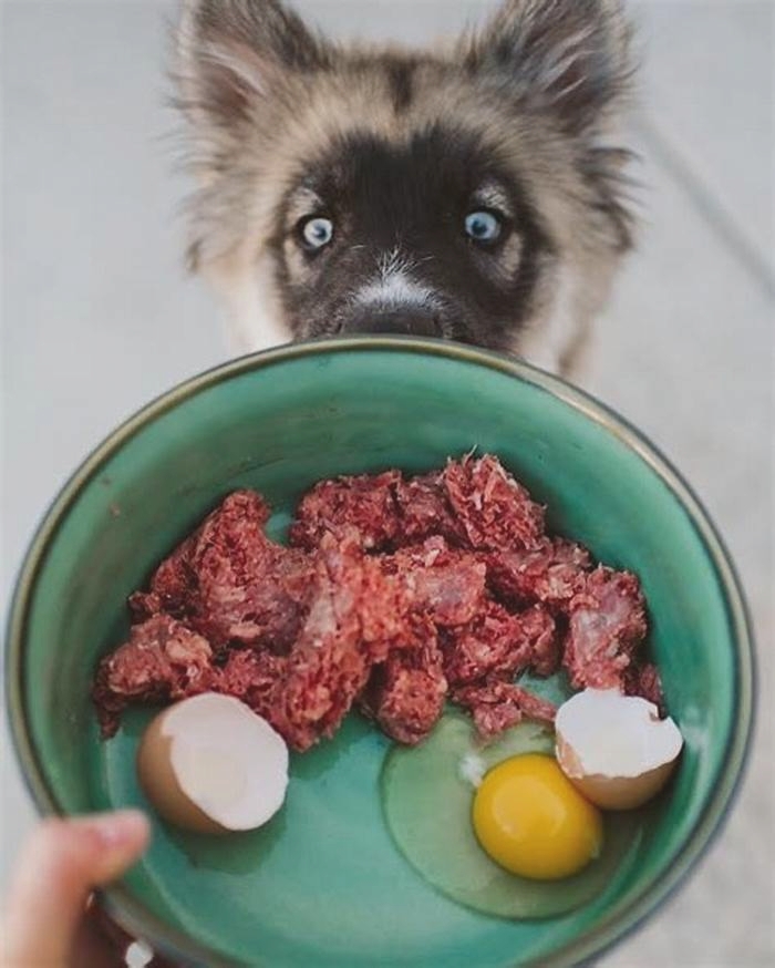 Can I put a raw egg in my dog's food?