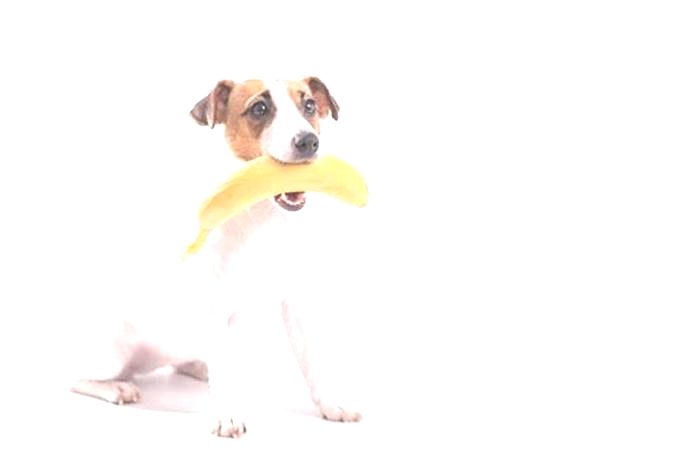 Can Jack Russells eat bananas