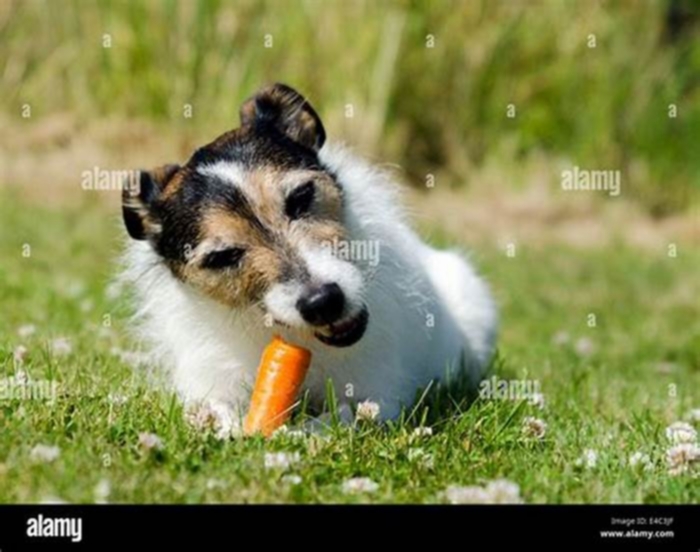 Can Jack Russells eat raw carrots?