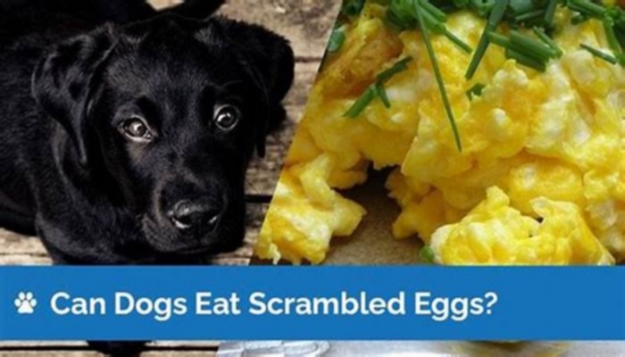 Can Jack Russells eat scrambled eggs?