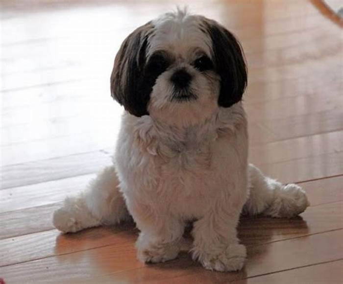 Can Shih Tzu be left alone at home