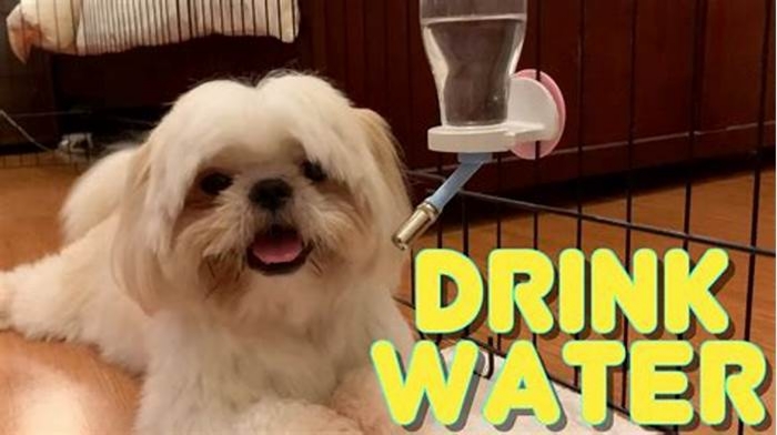 Can Shih Tzu drink tap water