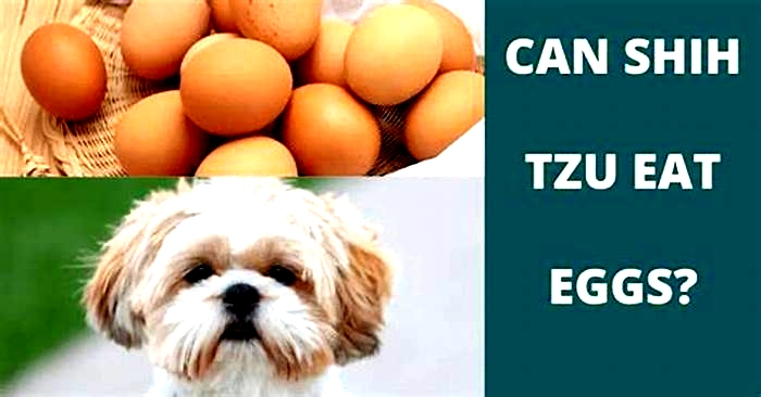 Can Shih Tzu eat 2 eggs everyday?