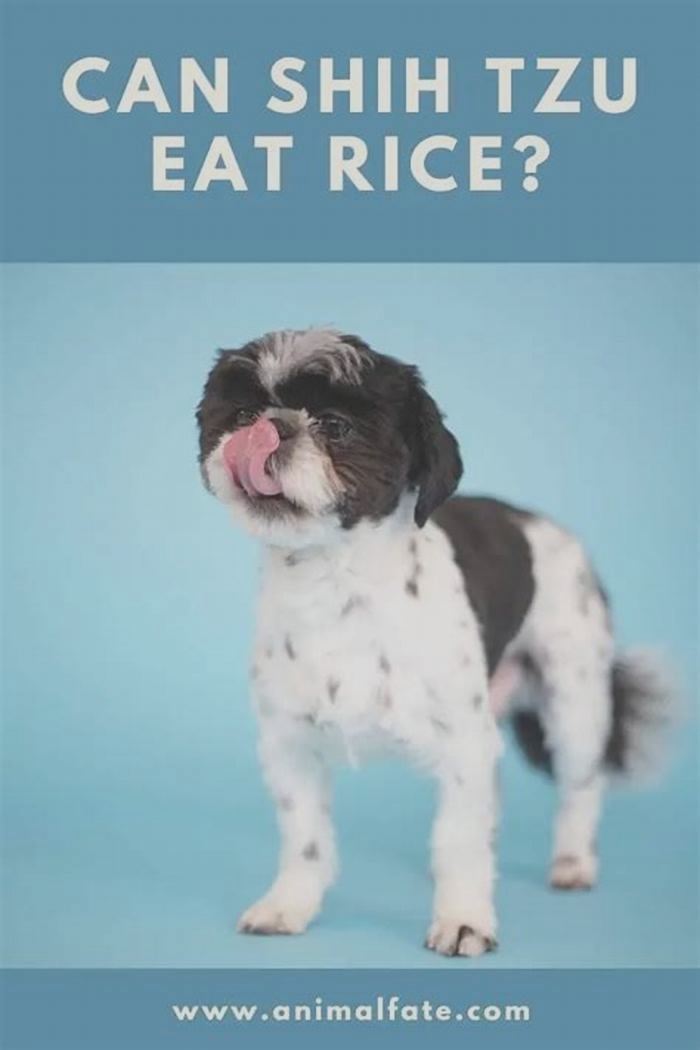 Can Shih Tzu eat rice every day?