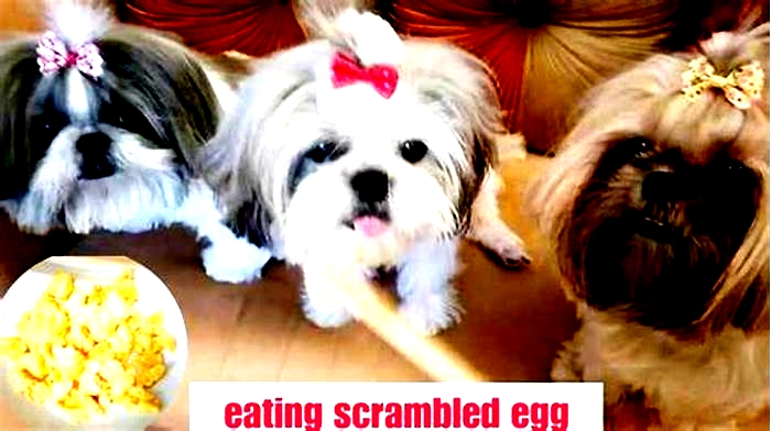 Can Shih Tzu eat scrambled eggs