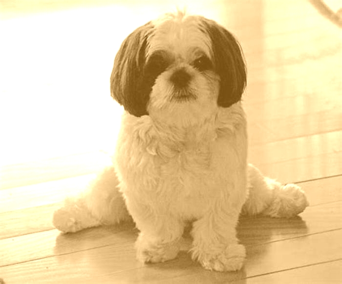 Can Shih Tzu live alone for 8 hours?