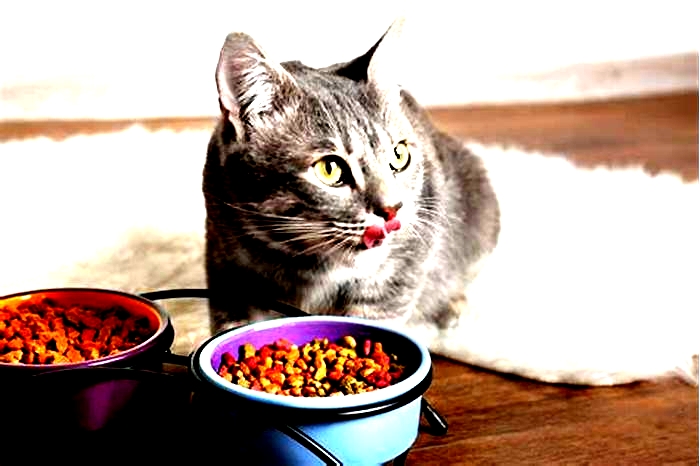 Can a cat live off dry food only?