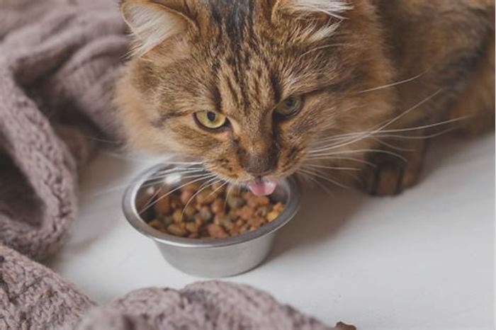 Can a cat survive on dry food only?