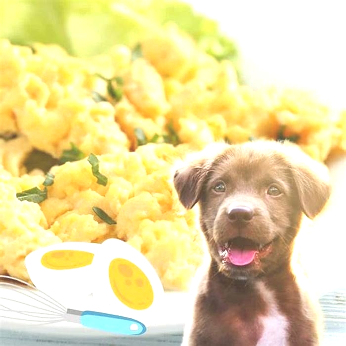 Can a dog eat scrambled eggs?