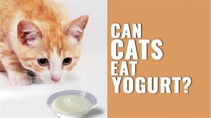 Can cats eat Greek yogurt every day