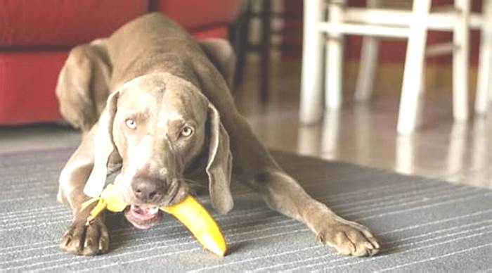 Can dogs eat bananas