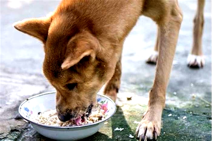 Can dogs eat ground beef and rice everyday