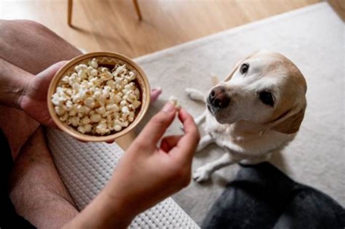 Can dogs eat popcorn