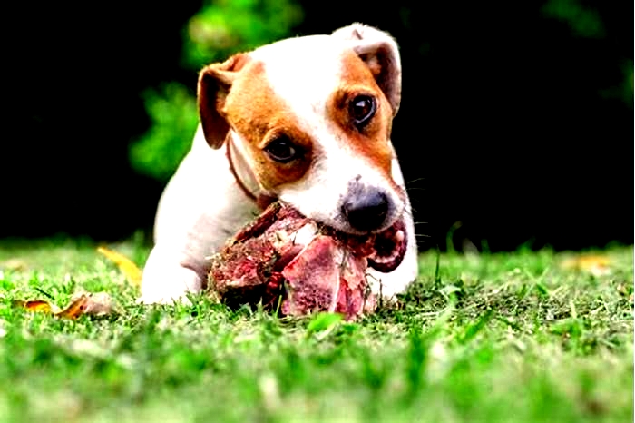 Can dogs eat raw ground beef?