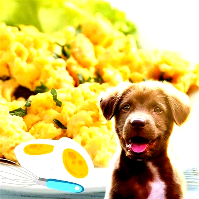 Can dogs eat scrambled eggs?