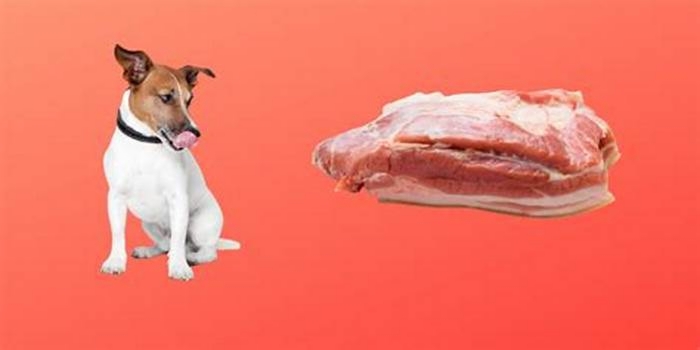 Can dogs have bacon?