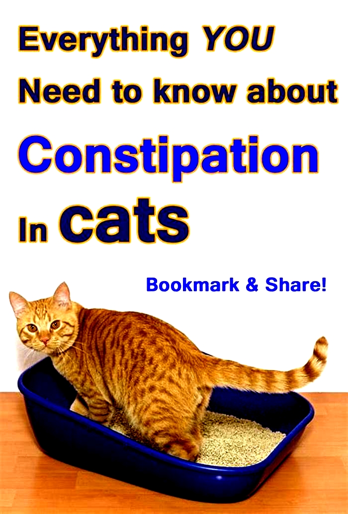 Can eggs help cats with constipation?