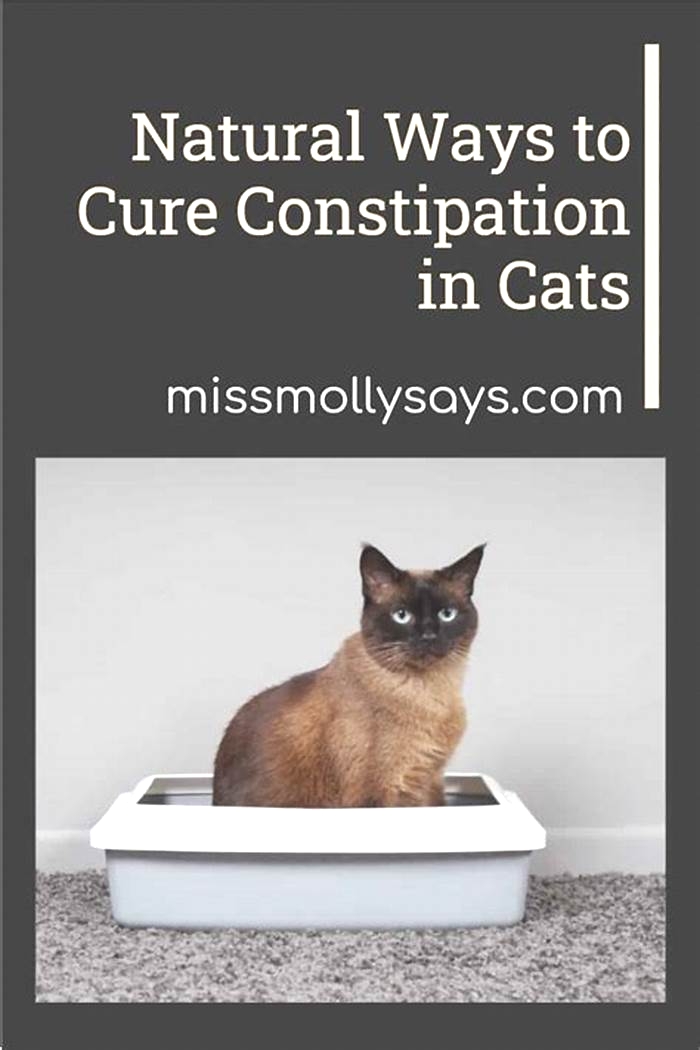 Can oatmeal help cat constipation