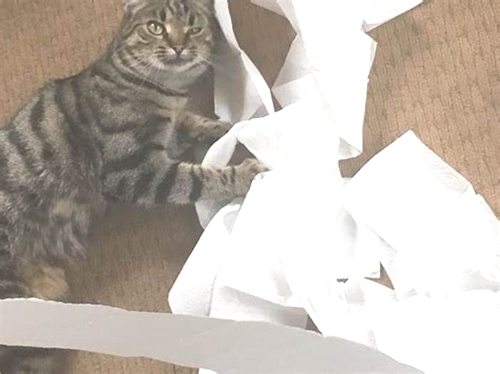 Can toilet paper cause a blockage in cats