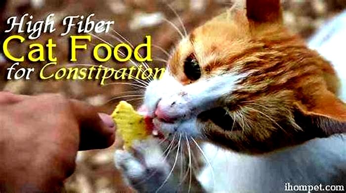 Can too much fiber Constipate cats