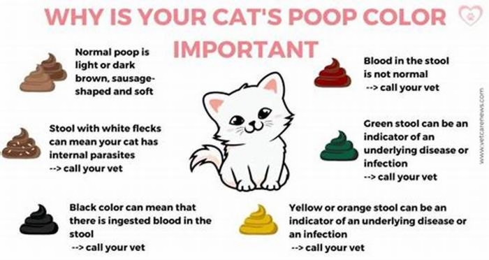 Can too much fiber cause diarrhea in cats