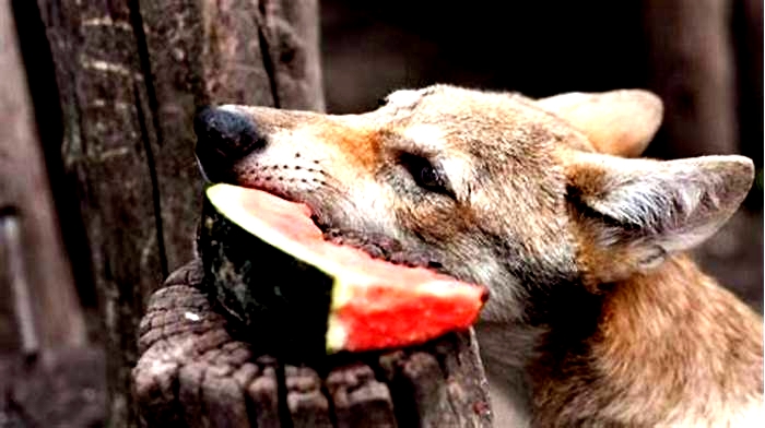 Can wolfdogs eat dog food?